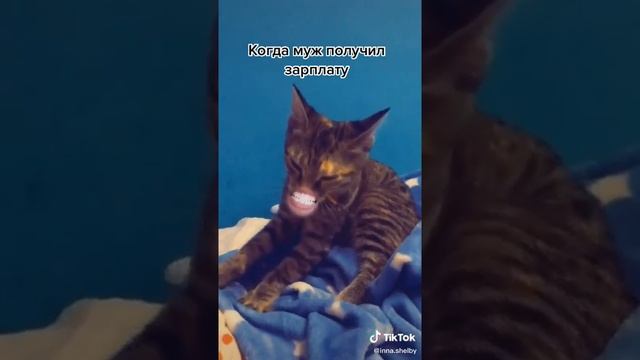 Кот говорящий рот. Когда муж получил зарплату.