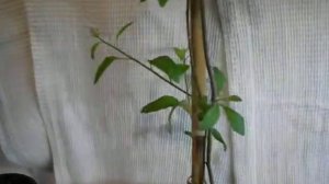 Паслен Рантонетти(Lycianthes rantonnetii). Формирование штамба.