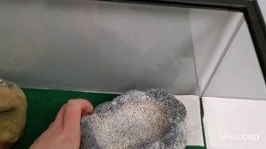 Обустраивание террариума для эублефара