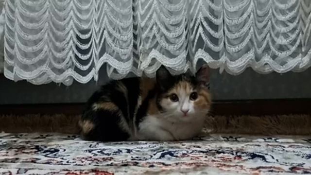 ПРИУЧИТЬ УЛИЧНУЮ КОШКУ день второй смотреть онлайн