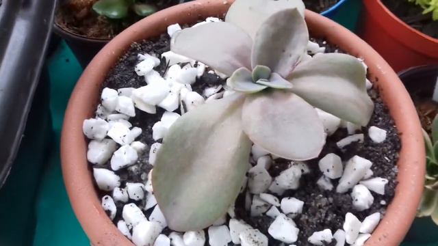 Suculentas cada vez mais lindas 🌵🌵🌵 смотреть онлайн