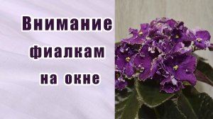 Внимание за фиалками на окне. Проблемы фиалок (сенполий).