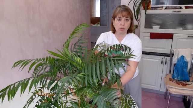 Хамедорея. Пальма. Мои домашние хлопоты