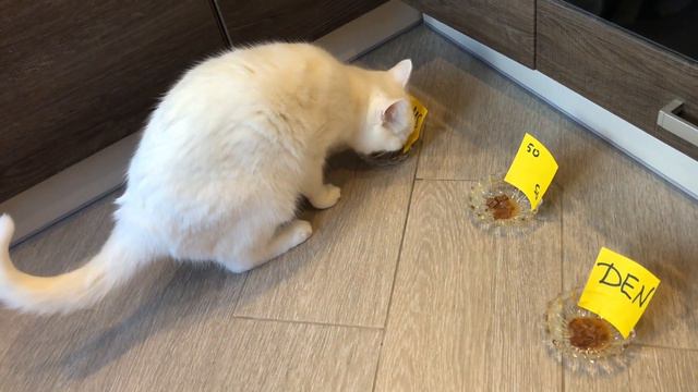 Дания vs Австралия КТО ПОБЕДИТ - прогноз кота Бонифация ЧМ 2018 смотреть онлайн