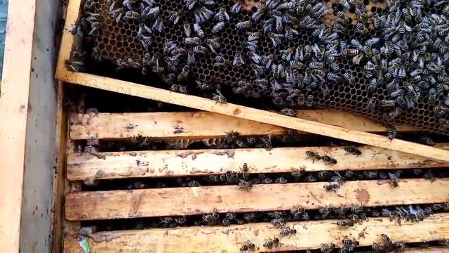 Пчеловодство.Когда и как расширяю гнёзда пчёл ранней весной(апрель)?Ср.полоса. смотреть онлайн