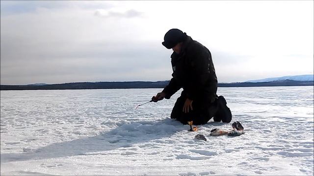 Бешеный клев окуня. Зимняя рыбалка на Ороне. смотреть онлайн