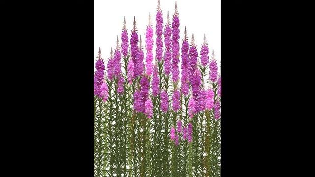 #2 Мастер-класс от производителей Иван-чая смотреть онлайн