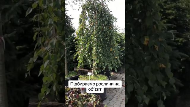 Підбір рослин на розсаднику #garden #ландшафтныйдизайн #львів #gardening #клумба #дерево #береза