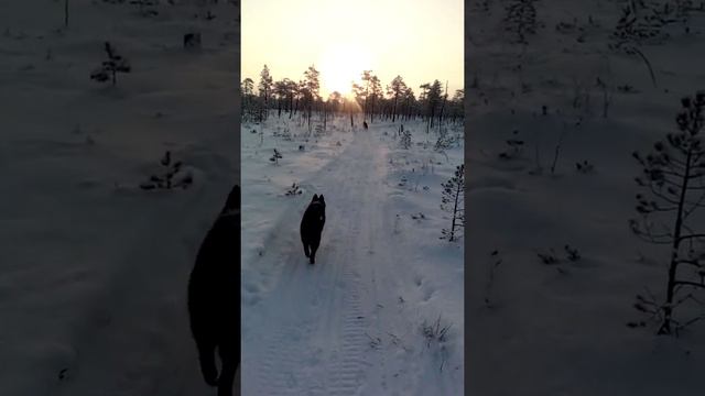 прогулка мороз - 37