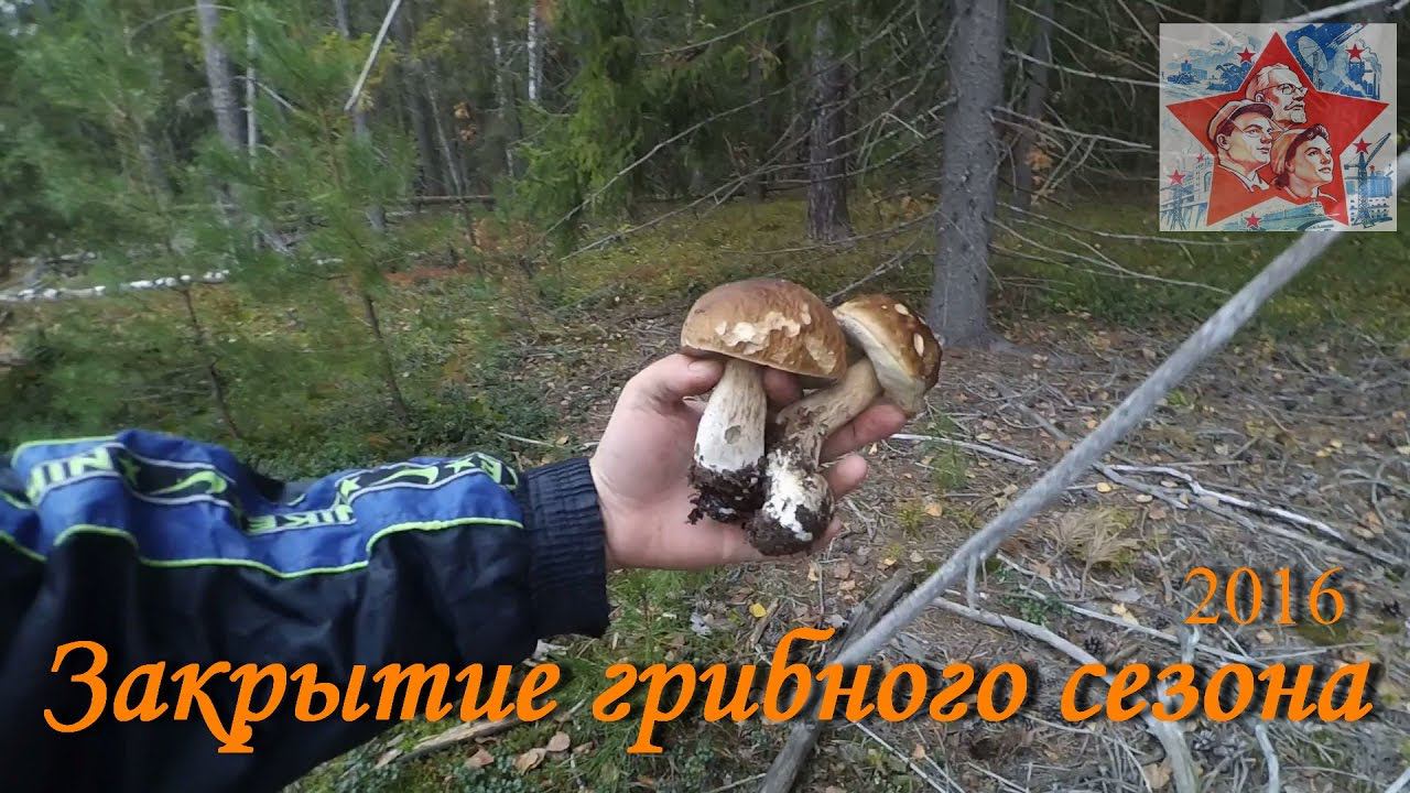 Закрытие грибного сезона 2016. Грибы переростки. Тихая охота. Архив смотреть онлайн
