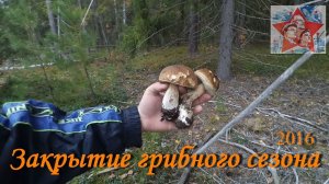 Закрытие грибного сезона 2016. Грибы переростки. Тихая охота. Архив