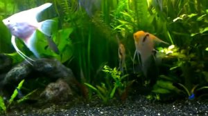 Скалярии дерутся