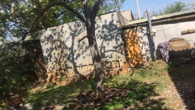 Мои яблони в мае 2021 года после лютой зимы с длительным ветром 25 м/с и морозом -35 смотреть онлайн