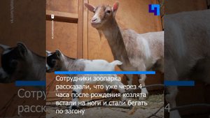 В Ленинградском зоопарке массовое пополнение в семье камерунских коз