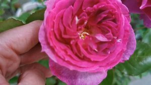 THIERRY MARX ROSE plant by Arnaud DELBARD ~2019 France バラ ティエリ マークス