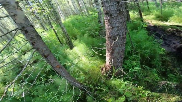 ЛИСТВЯНКА - БОЛЬШИЕ КОТЫ / ГРЯЗЕМЕС / Motoland DAKAR 250 ST смотреть онлайн