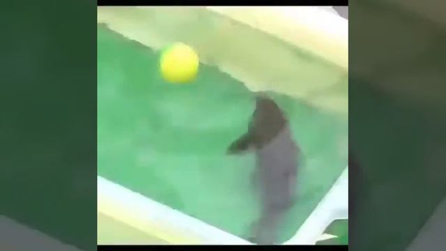 Рыба бомбардир смотреть онлайн