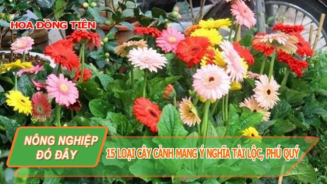 NNĐĐ-Những cây cảnh mang ý nghĩa tài lộc, phú quý - 盆景树意味着丰富和财富. смотреть онлайн