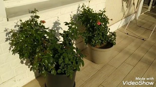 Что в саду растет в кашпо или горшечный садик