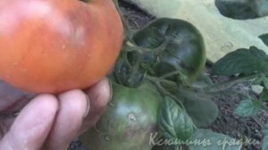 Томаты Blue Sky (Голубые небеса) и Sun Blue (Голубое солнце)