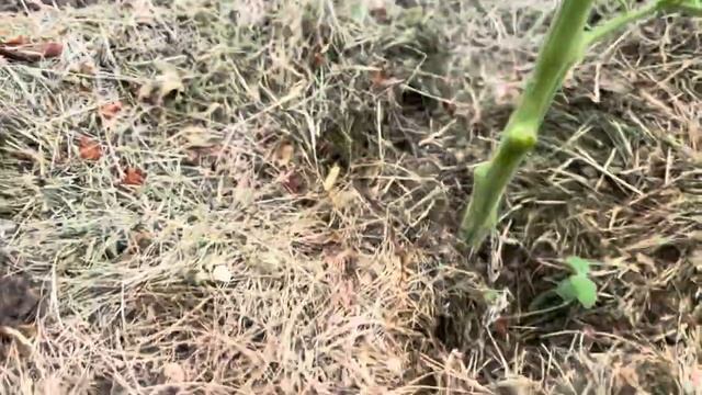 Какие листья у томатов срочно нужно удалить смотреть онлайн