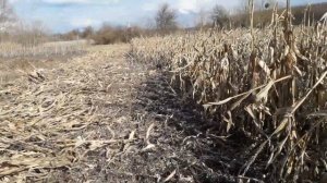 Мотокоса для уборки стеблей кукурузы.Как косить с удовольствием.