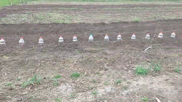 Томаты🍅БЕЗ РАССАДЫ. Пришло ВРЕМЯ САЖАТЬ. Вот это СЮРПРИЗ😀🐐