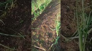 нет ШтутгартенРизену  да Бессоновскому.