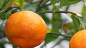 Клементин (Тангор) АМОА 8 ? (Citrus clementina amoa 8). Описание сорта / Цитрусовый Рай МариАны