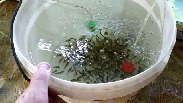 Ловлю рыбку на продажу, сколько штук? смотреть онлайн