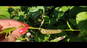 Бражник средний винный