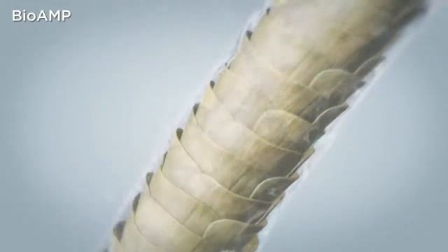 Nioxin - BioAMP смотреть онлайн