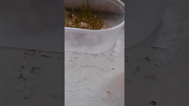 Как посадить овёс и пшено смотреть онлайн