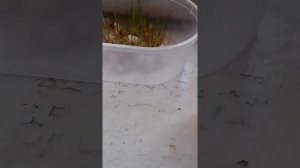 Как посадить овёс и пшено