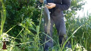 Транзитные Сазаны рвут лески не напрягаясь!!! Рыбалка на карпа и карася в Самарской области