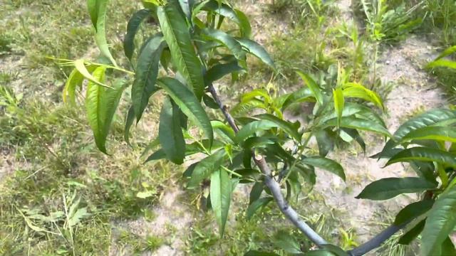 Первый этап летней обрезки персика, нектарина! смотреть онлайн