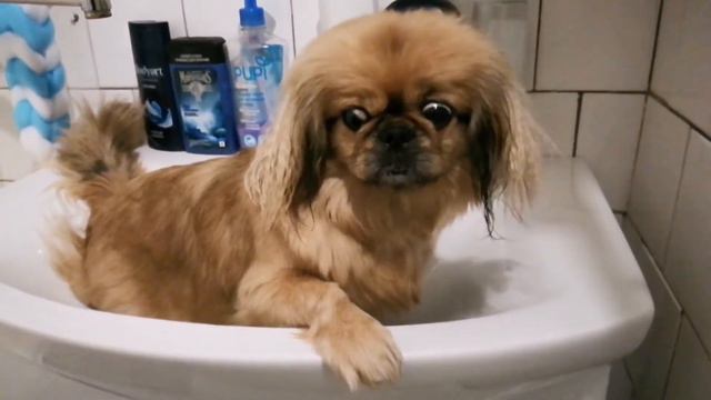 Протрите мне спинку, пожалуйста... 🐶🐶🐶 смотреть онлайн