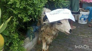 Барашки и козлик