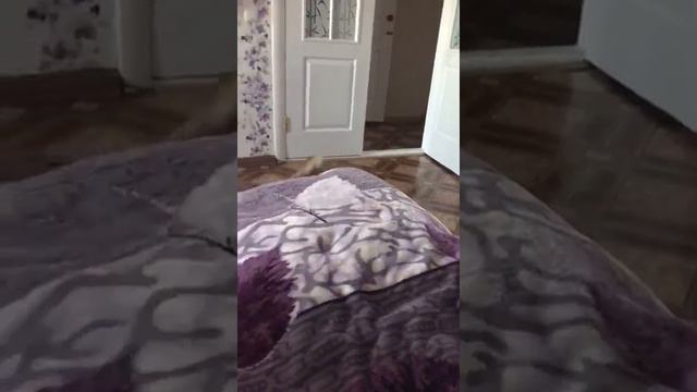 любовь чихуахуа, видео приветик от нашей дочечки Кассандры из Евпатории,умная чихуахуа Симферополь