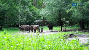 В заповеднике на границе Тульской и Калужской областей сняли зубров