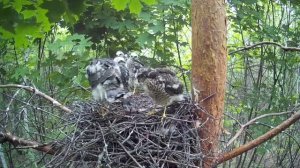 Жёсткая посадка молодого ястреба-перепелятника  ( Accipiter nisus )