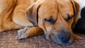 ДОЧЬ ЗАСТАЛА МАТЬ С ЛЮБОВНИКОМ И ХОТЕЛА ВСЁ РАССКАЗАТЬ ОТЦУ ИСТОРИИ ИЗМЕН АУДИОРАССКАЗ