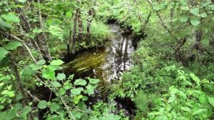 Летнее путешествие 2022. Часть 1. Северная Карелия - мыс Пурнаволок.