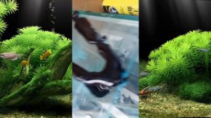 Как заклеить аквариум (Гудроном)