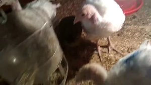Даю индюкам лебеду//Кормушка из пластиковой бутылки