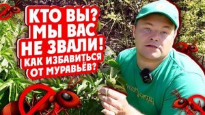 КТО ВЫ? МЫ ВАС НЕ ЗВАЛИ! Как избавиться от муравьёв