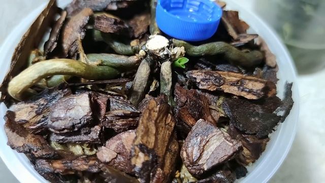 РАЗМНОЖЕНИЕ ОРХИДЕИ ЧАСТЬЮ СТВОЛА! ВСЕГО 1 СМ! ДЕЛЕНИЕ ОРХИДЕИ!  ИЗ ОДНОЙ ОРХИДЕИ ДЕЛАЕМ НЕСКОЛЬКО!