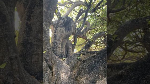 Indian Flowers смотреть онлайн