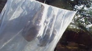 Копченые перепела