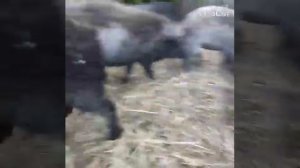 Кормление свиней породы Венгерская мангалица